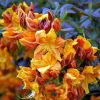 Lombhullató Azálea - Azalea "Klondyke" - Rhododendron 