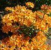 Lombhullató Azálea - Azalea "Klondyke" - Rhododendron 