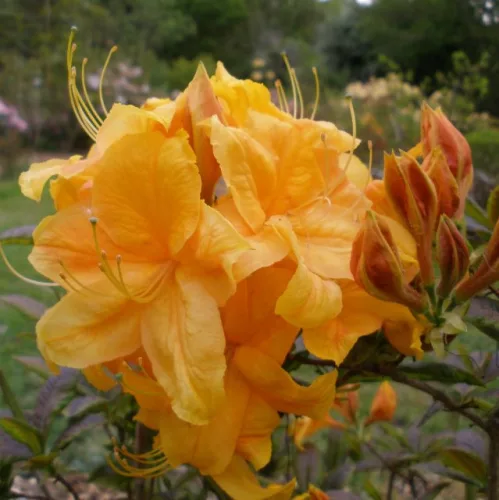 Lombhullató Azálea - Azalea "Klondyke" - Rhododendron 