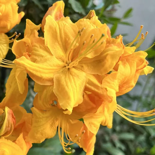 Lombhullató Azálea - Azalea "Klondyke" - Rhododendron 