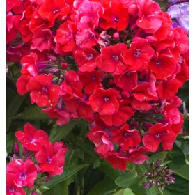 Bugás lángvirág - Phlox paniculata "Tenor"