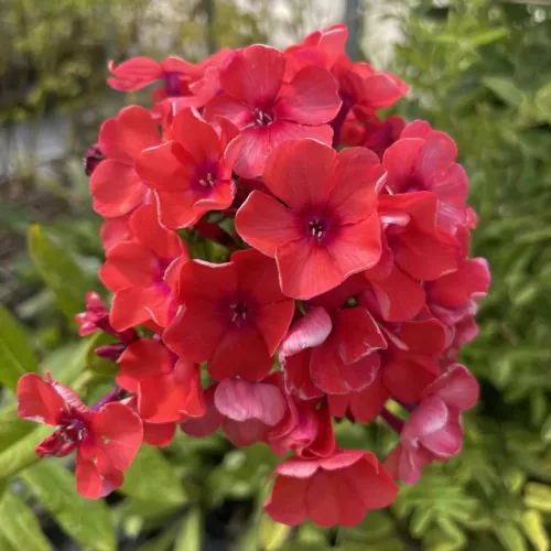 Bugás lángvirág - Phlox paniculata "Tenor"