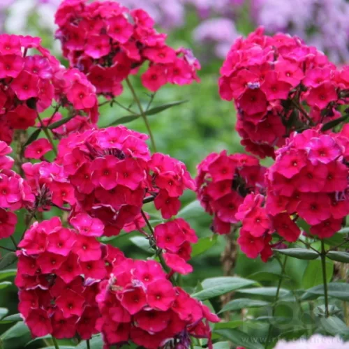 Bugás lángvirág - Phlox paniculata "Tenor"