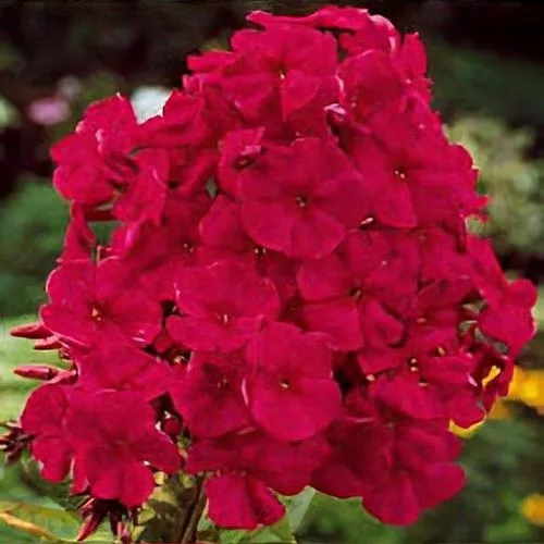 Bugás lángvirág - Phlox paniculata "Tenor"
