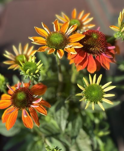 Bíbor kasvirág - Echinacea Purpurea