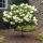 Mini törzses hortenzia - Hydrangea Paniculata Little Lime