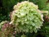 Mini törzses hortenzia - Hydrangea Paniculata Little Lime