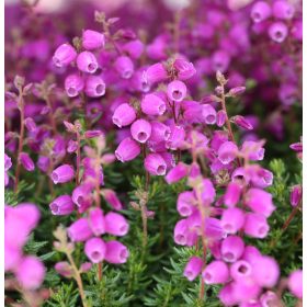 Ír hanga - Deboecia cantabrica "Atropurpurea"