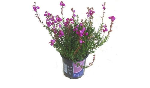 Ír hanga - Deboecia cantabrica "Atropurpurea"