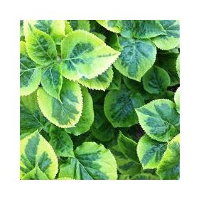   Tarka levelű kúszó hortenzia - Hydrangea petiolaris 'Miranda'