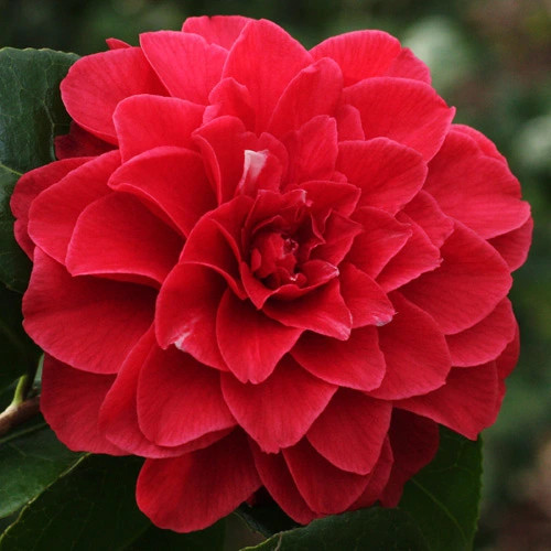 Camelia Japonica "Tom Knudsen" - Japán Kamélia