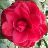 Camelia Japonica "Tom Knudsen" - Japán Kamélia