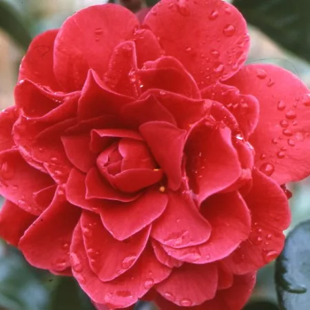 Camelia Japonica "Tom Knudsen" - Japán Kamélia