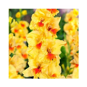 Gladiolus Jester/ Kardvirág