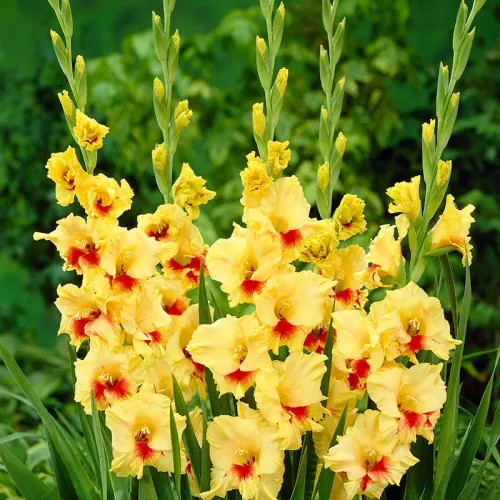 Gladiolus Jester/ Kardvirág