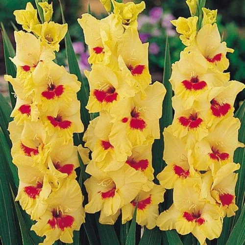 Gladiolus Jester/ Kardvirág
