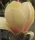 Sárga virágú liliomfa- Magnolia "Yellow Lantern"