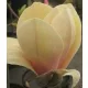 Sárga virágú liliomfa- Magnolia "Yellow Lantern"
