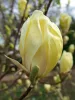 Sárga virágú liliomfa- Magnolia "Yellow Lantern"