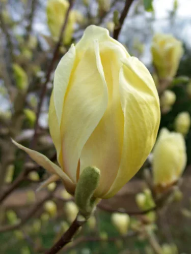 Sárga virágú liliomfa- Magnolia "Yellow Lantern"
