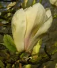 Sárga virágú liliomfa- Magnolia "Yellow Lantern"