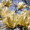Sárga virágú liliomfa- Magnolia "Yellow Lantern"