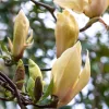 Sárga virágú liliomfa- Magnolia "Yellow Lantern"