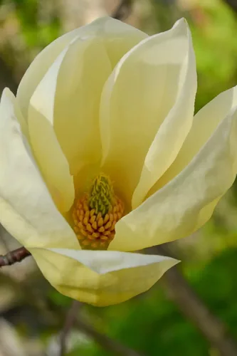 Sárga virágú liliomfa- Magnolia "Yellow Lantern"