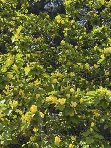 Sárga virágú liliomfa- Magnolia "Yellow Lantern"