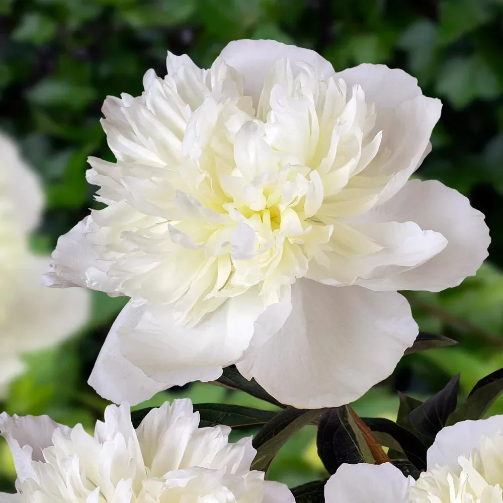 Paeonia Lactiflora Illatos Vir g Bazsar zsa Feh r K1 paeonia-lactiflora-illatos-vir-g-bazsar-zsa-feh-r-k1