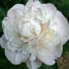 Paeonia Lactiflora - Illatos virágú bazsarózsa - fehér - K1