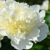 Paeonia Lactiflora - Illatos virágú bazsarózsa - fehér - K1