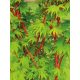 Japán juhar - Acer palmatum "Sango Kaku" Cs 10.5