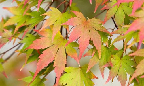 Japán juhar - Acer palmatum "Sango Kaku" Cs 10.5