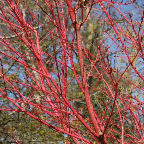 Japán juhar - Acer palmatum "Sango Kaku" Cs 10.5
