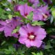 Hibiscus syriacus "Woodbridge" - Mályvacserje