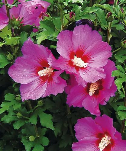 Hibiscus syriacus "Woodbridge" - Mályvacserje