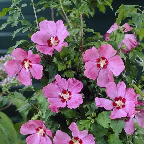 Hibiscus syriacus "Woodbridge" - Mályvacserje