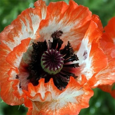 Keleti Pipacs - Papaver orientale "Picotee"