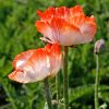 Keleti Pipacs - Papaver orientale "Picotee"