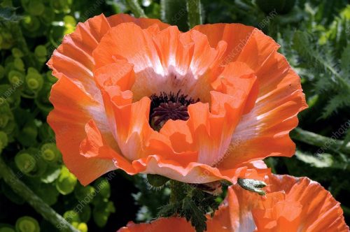 Keleti Pipacs - Papaver orientale "Picotee"