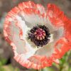 Keleti Pipacs - Papaver orientale "Picotee"