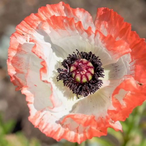 Keleti Pipacs - Papaver orientale "Picotee"