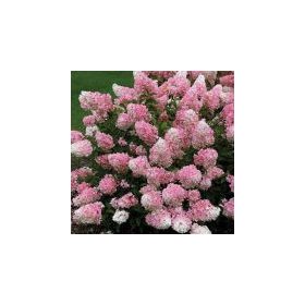 Bugás Hortenzia  - Hydrangea Paniculata - Vanille Fraise