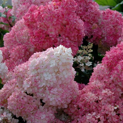 Bugás Hortenzia  - Hydrangea Paniculata - Vanille Fraise-K1,5