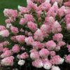 Bugás Hortenzia  - Hydrangea Paniculata - Vanille Fraise-K1,5