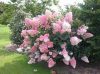 Bugás Hortenzia  - Hydrangea Paniculata - Vanille Fraise-K1,5