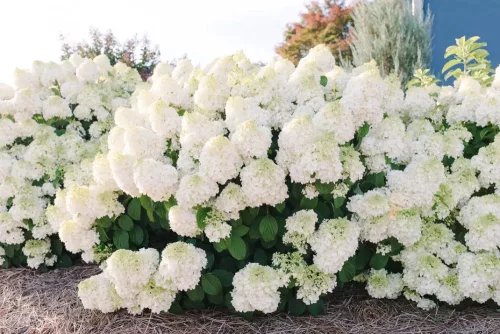 Bugás hortenzia - Hydrangea Paniculata - Little Hottie - Cs9