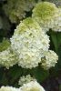 Bugás hortenzia - Hydrangea Paniculata - Little Hottie - Cs9