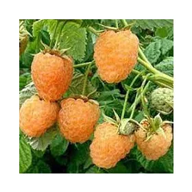 Fertődi aranyfürt málna - Rubus idaeus